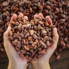 Les bienfaits du cacao sur la fonction cognitive remis en cause 