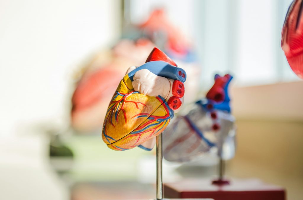 Maquette de cœur utilisée dans les recherches sur l’IA mort subite et l’arythmie cardiaque