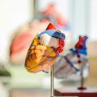 IA et mort subite : une intelligence artificielle révolutionne la prévention des arrêts cardiaques