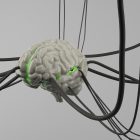 Cerveau virtuel : une innovation clé pour modéliser et anticiper les réactions cérébrales